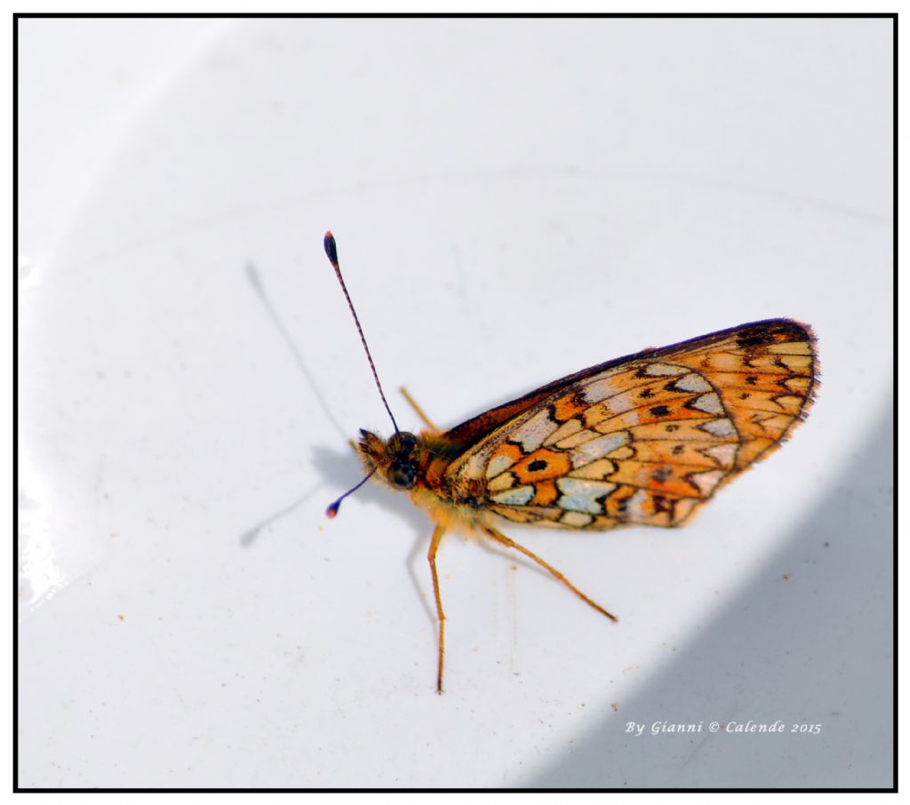 Boloria (Clossiana) euphrosyne? No, B. (Clossiana) selene